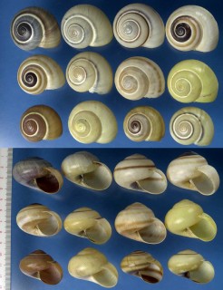 バンガイタチバナマイマイ Naninia banggaiensis small