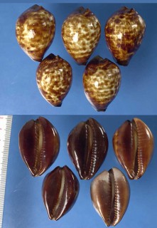 ベッコウダカラ Zoila decipiens small