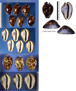 ソレントメンコイダカラ Zoila venusta episema forma sorrentensis small