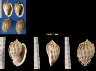ヌノメカズラ Phalium decussatum small