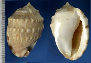 ククリオヤヅル Cassis fimbriata small