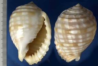 イワカワトキワガイ Malea pomum small