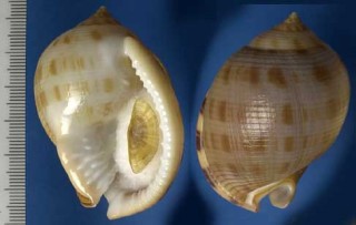 セイヨウカズラ Phalium saburon small