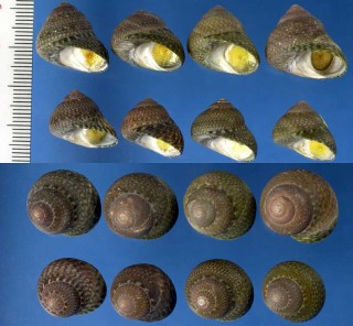 ナンアメクラガイ の仲間 Oxystele antoni small