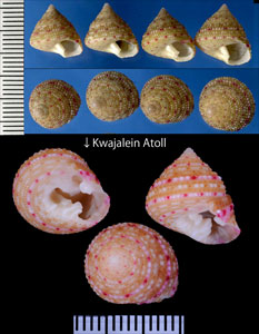 ベニフナツモモ Clanculus stigmatarius small