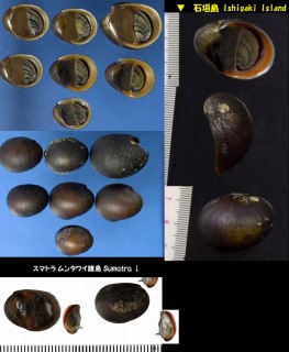 カバクチカノコ 樺口鹿之子 Neritina pulligera small
