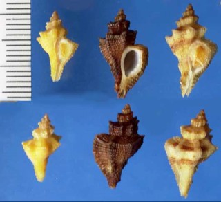 トゲナシヨウラクの仲間02 Ocenebra foveolata small