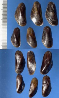 コウロエンカワヒバリ 香炉園川雲雀 Xenostrobus securis small