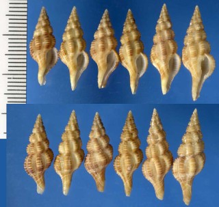 ホソニシキニナ Fusolatirus kuroseanus small