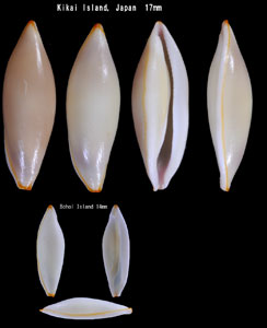 ウチマキマメヒガイ(ソリカーキヌヅツミ) Cymbovula deflexa small