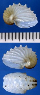 チヂミタコフネの一種 Argonauta pacificus small
