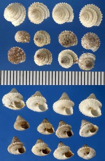 ハグルマオカウズマキガイ Trochoidea pumilio small