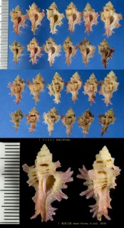 コウシヨウラク Marchia martinetana small