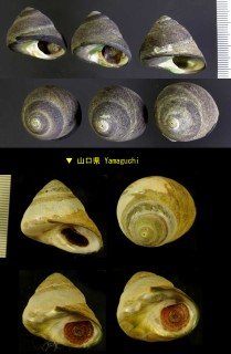 クマノコガイ Chlorostoma xanthostigma small