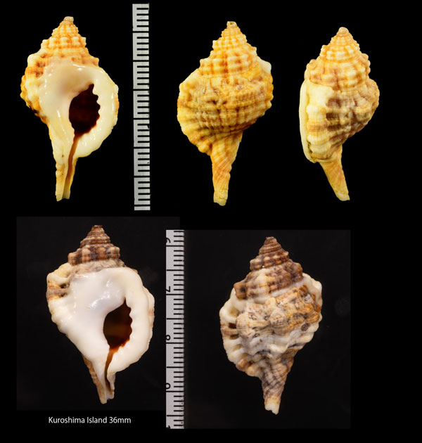 シオボラ Gutturnium muricinum small