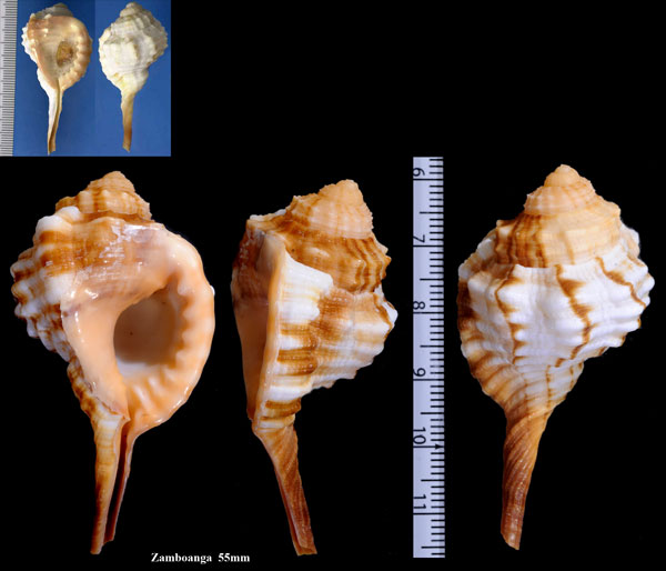 ハシナガボラ Cymatium encausticum small