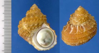 クリイロサザエ Turbo castanea small