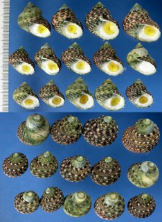 イシタダミ cf. Monodonta labio confusa small