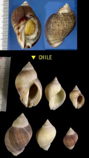 ヒトハレイシ Acanthina monodon small