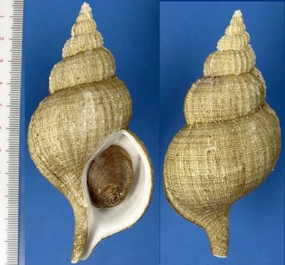 マゼランアヤボラの亜種 Fusitriton magellanicus murrayi small