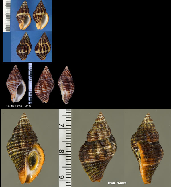ホラダマシ Pollia fumosa small
