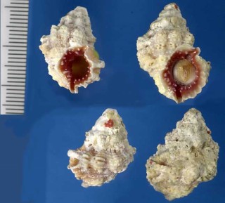 オハグロオキニシ Bursa rhodostoma small