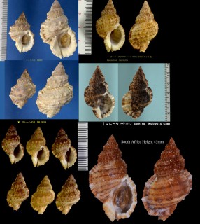 イワカワウネボラ Bursa granularis small