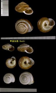 クマドリオトメマイマイ Trishoplita dacostae tosana small