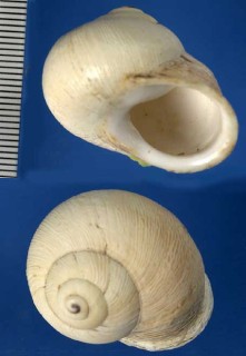 モロッコのエスカルゴの一種02 Eremina vermiculosa small