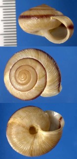 イヘヤタメトモマイマイ Phaeohelix phaeogramma iheyaensis small