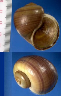 アメリカリンゴガイ Pomacea paludosa small