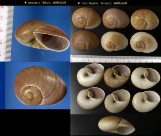 ギアヤッコマイマイ Helicophanta geayi small