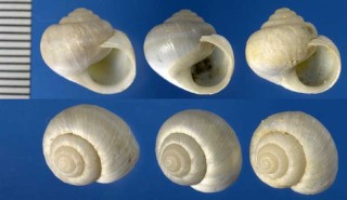 マデイラのエスカルゴの仲間05 Actinella lurida small