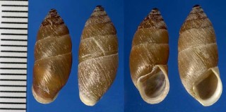 ホウモンマイマイ Napaeus obesatus small