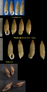 キセルガイモドキ Mirus reinianus small