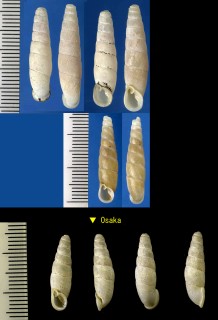 シリオレトノサマギセル Mundiphaedusa decapitata small