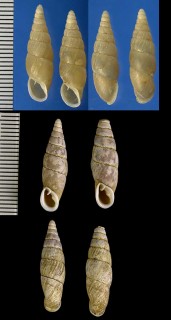 カンダギセル 神田煙管 Pinguiphaedusa attrita keizii small