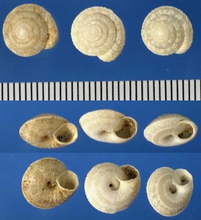 ヘンゲウラウズマイマイ (仮称) Discula polymorpha small