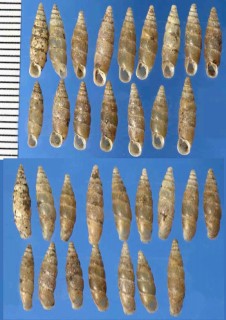 ツムガタノミギセル Heterozaptyx munus small