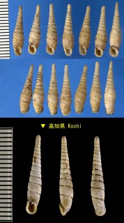 ディールギセル Tyrannophaedusa dalli small