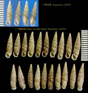 キュウシュウナミコギセル Euphaedusa subaculus small