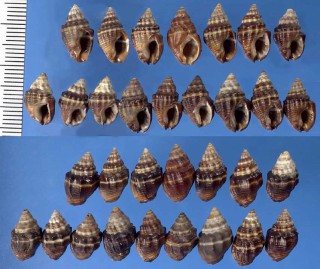 カタムシロ Hebra corticata small