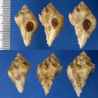 サンタロウザヨウラク Favartia santarosana small