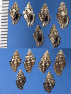パナマアラレツブリボラの仲間 Muricopsis pauxillus small
