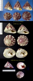 ムラサキウズ Trochus stellatus small