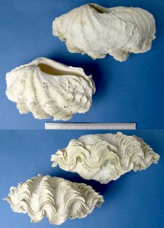 シラナミガイ Tridacna maxima small