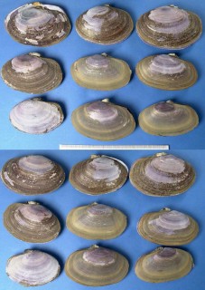フジナミガイ 藤波貝 Hiatula boeddinghausi small
