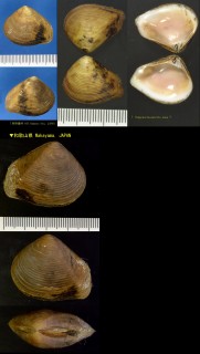 スダレモシオ Nipponocrassatella nana small