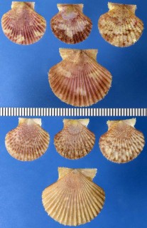ヒラヒヨク Chlamys bullatus small