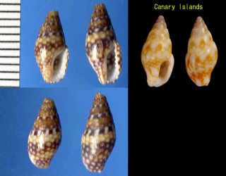オオヒャクメマツムシ Nitidella ocellina small